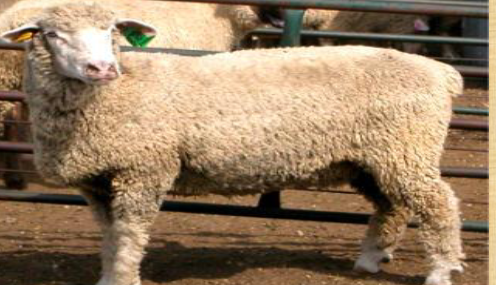 <p>What breed is this?</p>