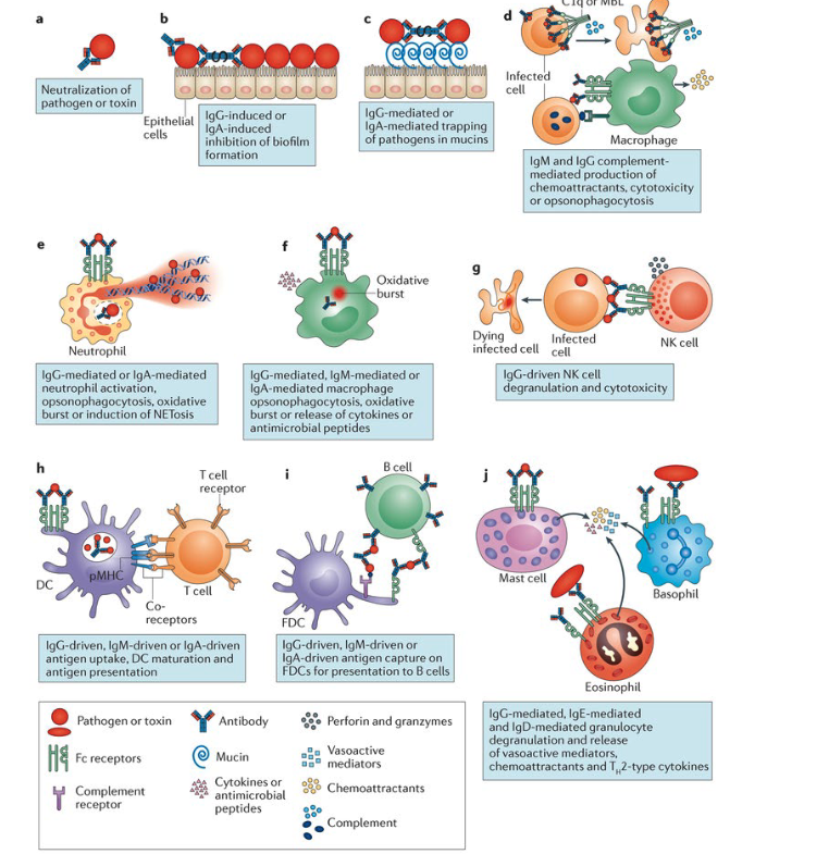 <ul><li><p><strong>Neutralization of toxins and pathogens</strong></p></li><li><p>Neutralization of microbial virulence factors → IgG and IgA inhibit biofilm formation</p></li><li><p>Pathogen trapping in mucus (IgG or IgA)</p></li><li><p><strong>Complement activation</strong> and lysis → IgM and IgG → opsonizatoin</p></li><li><p>Neutrophil activation and <strong>NET formation</strong></p></li><li><p>Macrophage phagocytosis and killing</p></li><li><p>NK cell–mediated cytotoxicity (<strong>ADCC</strong>)</p></li><li><p>Enhanced antigen presentation by dendritic cells</p></li><li><p>Antigen presentation by follicular dendritic cells</p></li><li><p>Mast cell, basophil, and eosinophil degranulation</p></li><li><p>NOTE: different anibody isotypes have different functions</p></li></ul><p></p>