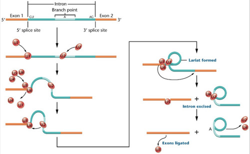 <p>A model of the splicing mechanism involved during the removal of an intron from from pre-mRNA is shown here. Excision is dependent on various snRNA&apos;s (U1, U2,....U6) that combine with proteins to form snRNPs, which are a part of the ____________. The lariat structure in the intermediate stage is characteristic of this splicing mechanism which happens in the nucleus.</p>