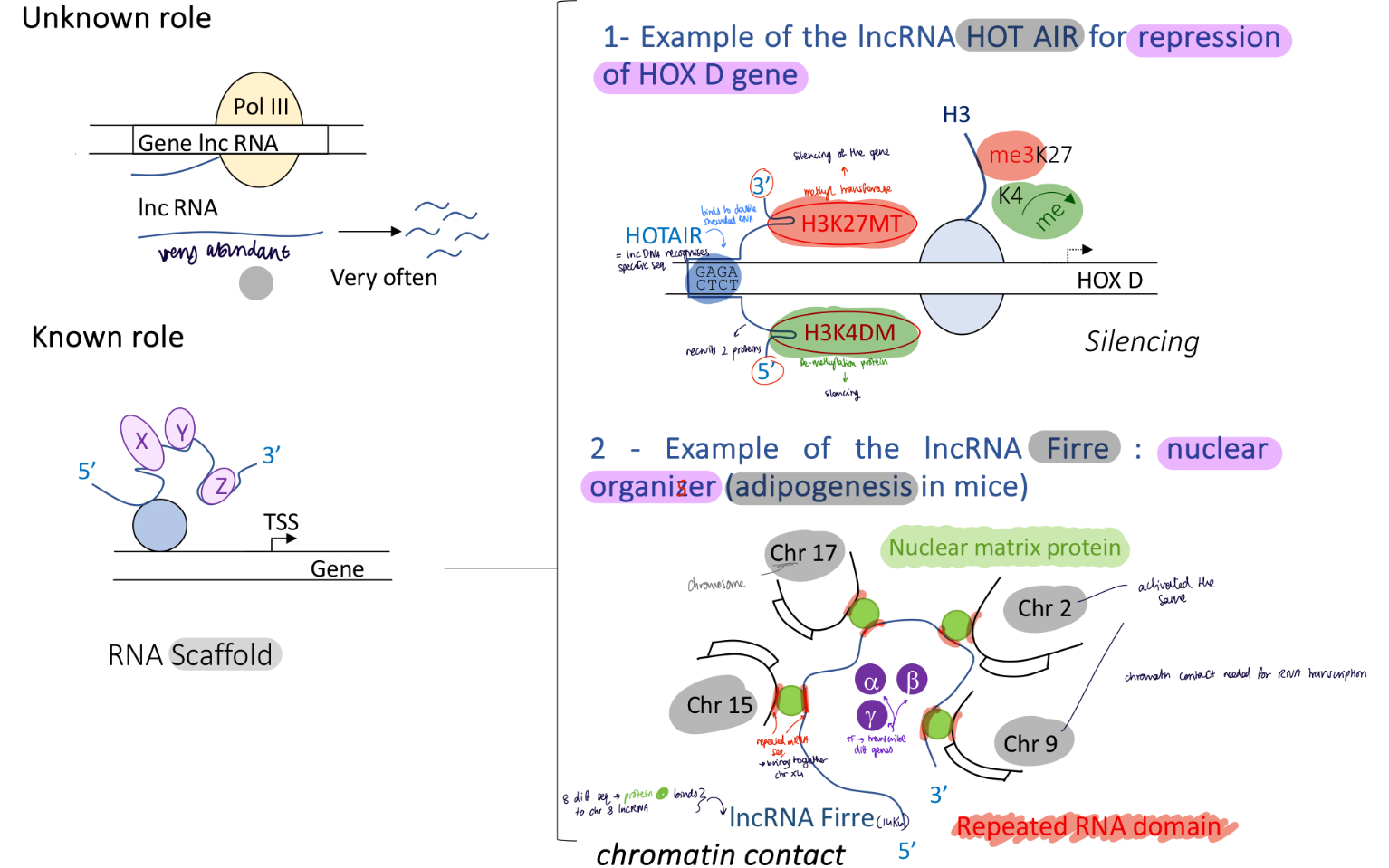 <p>known role :&nbsp;</p><ul><li><p>lncRNA HOT AIR repression of HOX D gene : recognises specific sequences that will recruit silencing writers methyl transferase and de-methylase —&gt; gene silencing&nbsp;</p></li><li><p>lncRNA Firre : nuclear organiser, 8 different mRNA sequences on lncRNA Firre recognises a specific nuclear matrix proteins. this protein recognises specific sequence on chromosome and brings the chromosomes together to create chromatin contact</p></li></ul><p></p>
