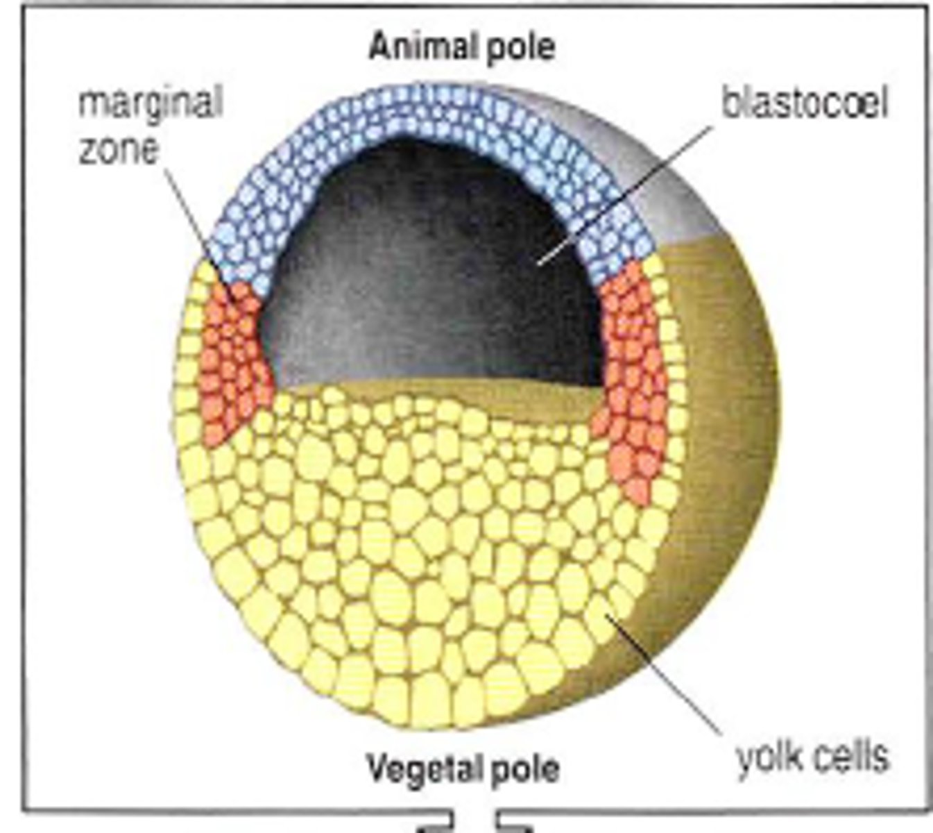 <p>vegetal</p>