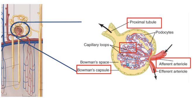 <ul><li><p>20% of plasma is filtered, 80% continues into peritubular capillaries</p></li><li><p>plasma proteins and cells are too big for filtration</p></li><li><p>negatively charged membranes, also exclude plasma proteins</p></li><li><p><em>filtrate = blood plasma except for RBC and proteins</em></p><ul><li><p>glomerular filtrate is plasma without cells or plasma proteins</p></li></ul></li><li><p>useful molecules like nutrients are reabsorbed, while waste products and toxins are secreted</p></li><li><p>**GFR = 125 mL/min (180 L/day)</p></li></ul><p></p>