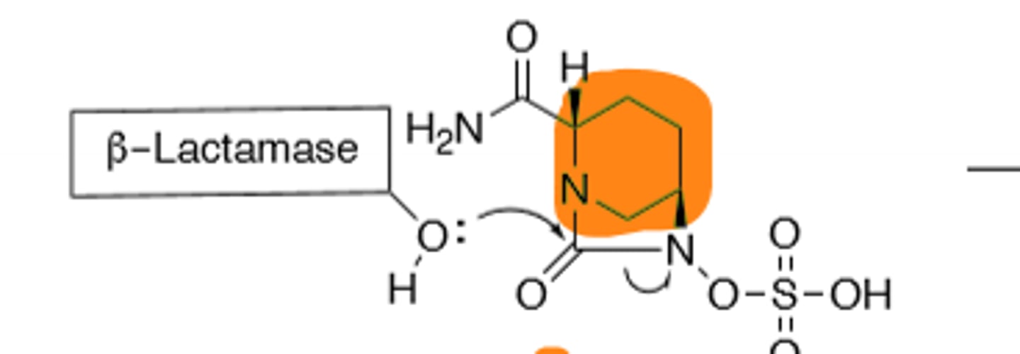 <p>B-lactamase inhibitor</p>