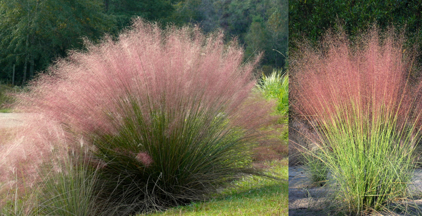 <p>Pink Muhly Grass</p>