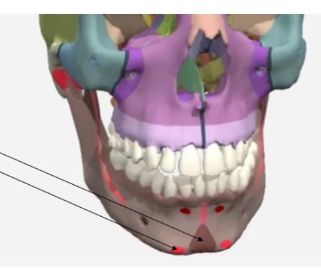 <p>Mandible landmarks</p>