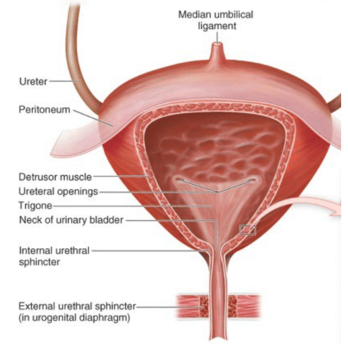 <p>Tube transporting urine from bladder to outside.</p>