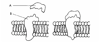 <p>Refer to the illustration above. What happens when the structure labeled A binds to the structure labeled B?</p>