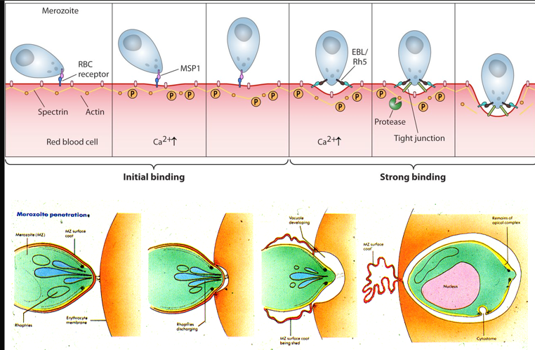 <p>RBC is normally very rigid - not phagocytic</p><p>this is due to its cytoskeleton network</p><p>highly ordered and hard to disrupt</p><p></p><ul><li><p>parasites attach to red blood cell and roll around on the RBC surface for a while</p></li><li><p>entry following the alignment of apical end</p></li><li><p>AMA-1 and RON-2 secreted by the parasite - secretes its own receptor which binds to RBC</p></li><li><p>in P falciparum PfRh5 from the parasite binds to basigin (blood group molecule) - essential for RBC invasion</p></li><li><p>attachment of fibrils to parasite surface coat</p></li><li><p>tight junction is formed subsequent invagination then the surface coat of the parasite is sloughed of and not engulfed in the parasitic vacuole</p></li></ul><p></p><ul><li><p>invasion</p></li><li><p>requires dramatic re-organisation of the cytoskeleton of both parasite and host cell </p></li><li><p>to invade it needs only form </p></li><li><p>rhopteries to form tight junctions and penetrate the RBC membrane. </p></li><li><p>micronemes and secretory organelles that play a crucial role in parasite entry. </p></li><li><p></p></li></ul><p></p>