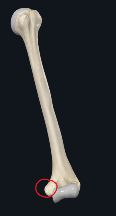 <p>What is this part of the humerus called</p>