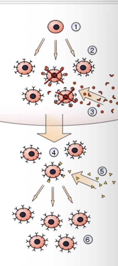 <p>What is the fourth step of clonal selection theory?</p>