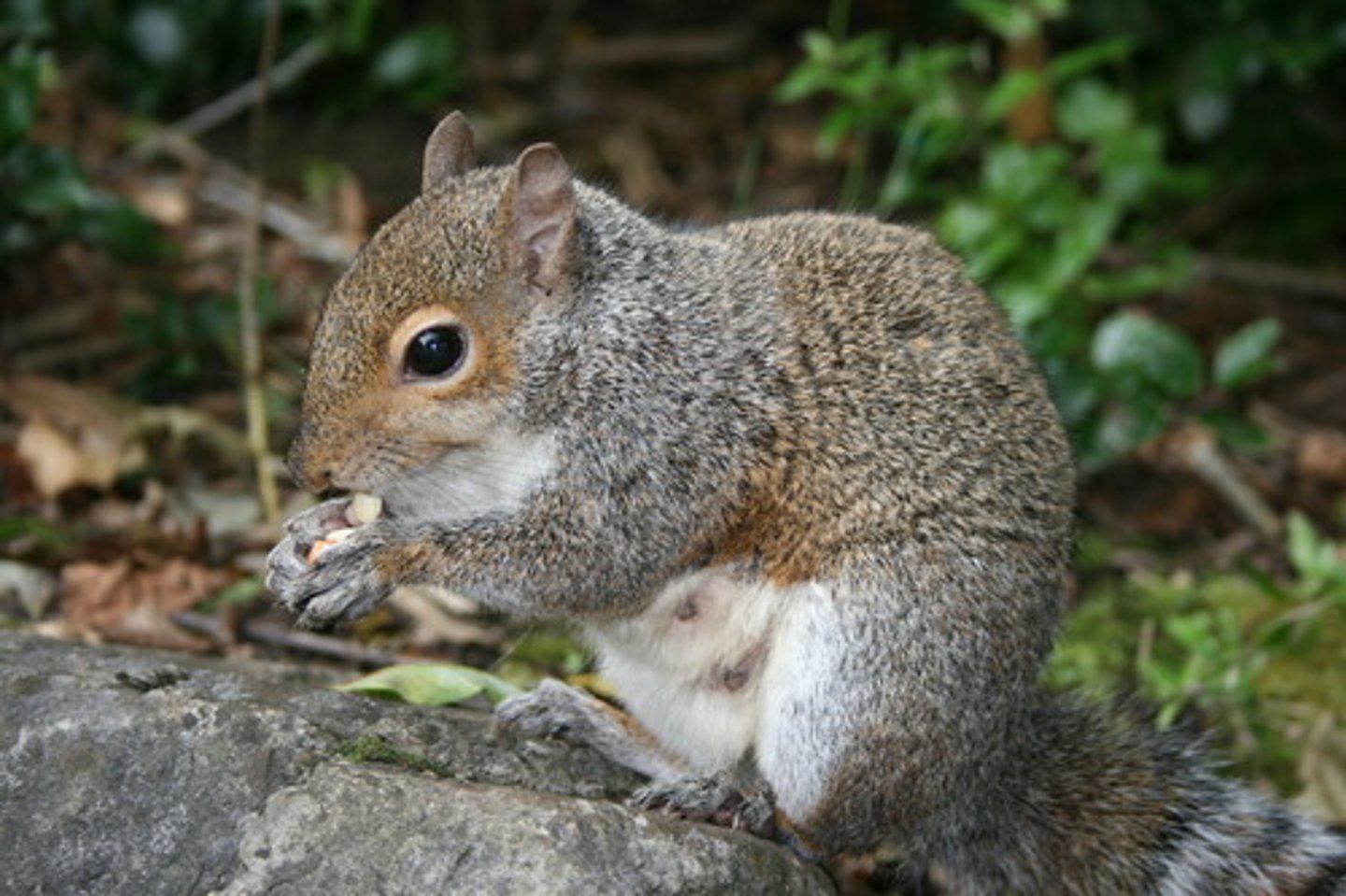 <p>squirrel</p>