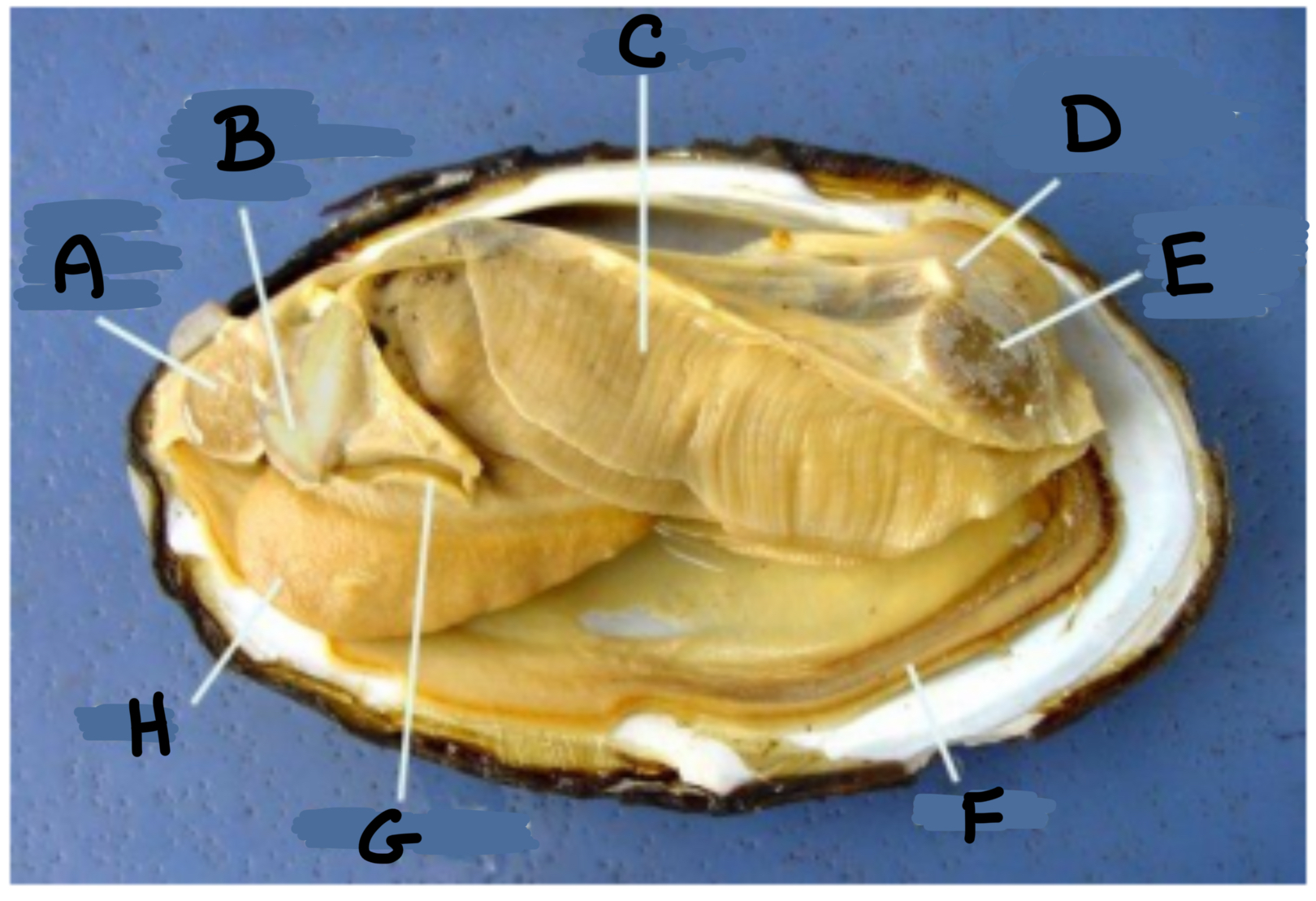 <p>What part of the clam is labeled F</p>