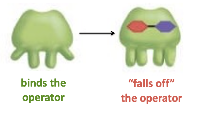 <p>in the presence of lactose, the repressor is allosterically inactivated by binding to allolactose</p><ul><li><p>a conformational change inactivates this through allosteric regulation</p></li></ul><p></p>