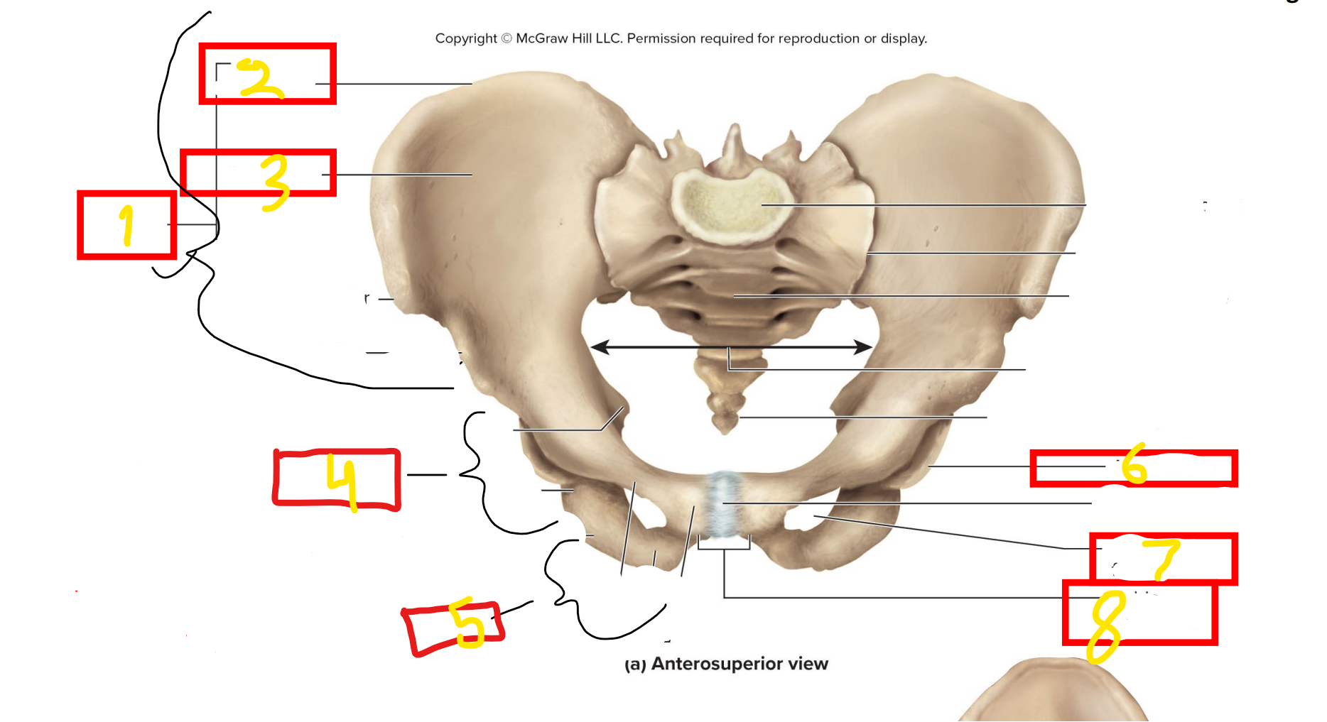 <p>what bone is #5</p>