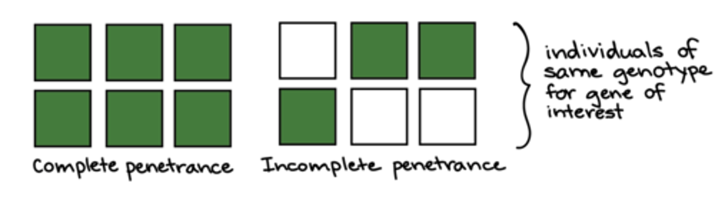 <p>incomplete penetrance</p>