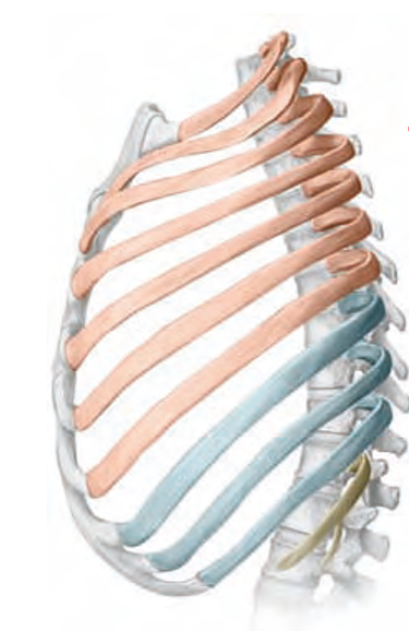 <p>How do <strong>false ribs</strong> differ from<strong> true ribs?</strong></p>