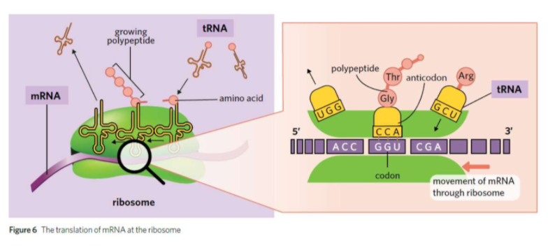 <p>translated into a sequence of amino acids, resulting in a polypeptide chain</p><p>occurs in the ribosome</p><p></p><ol><li><p>mRNA binds to ribosome</p></li><li><p>tRNA with the complimentary anticodon to the mRNA codon carries a specific amino acid to the ribosome</p></li><li><p>tRNA anticodons attach to complementary mRNA codons allowing specific amino acids to detach</p></li><li><p>The amino acids are joined by condensation polymerisation, via peptide bond (requiring energy), producing a polypeptide chain.</p></li><li><p>Polypeptide chain is released when the ribosome reaches a STOP code on the mRNA **<em>THE STOP CODE IS NOT AN AMINO ACID</em></p></li></ol><p></p>