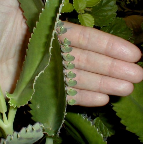 <ul><li><p>modified leaf</p></li></ul>