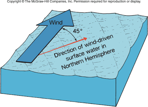 <ul><li><p>Coriolis effect determines the direction of the wind-driven surface water</p></li><li><p>In the northern Hemisphere it is 45 degrees to the right of the wind direction, in the southern hemisphere it is to the left of the wind-direction </p></li></ul>