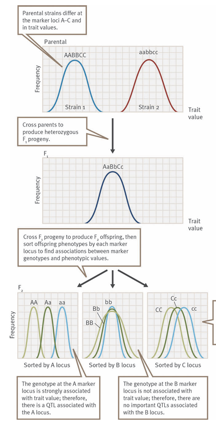 <ol><li><p>Choosing 2 strains where 1 has lower trait values, and the other has higher trait values</p></li><li><p>Cross to make F<sub>1</sub>, if strains were homozygous at marker loci, F<sub>1</sub> is intermediate</p></li><li><p>Cross F<sub>1</sub> for F<sub>2 </sub>to measure genotype at marker and value of trait, using that, it can be inferred which marker is most associated for QTL</p></li></ol><p></p>