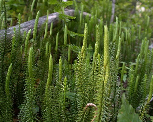 <p>Club mosses</p>