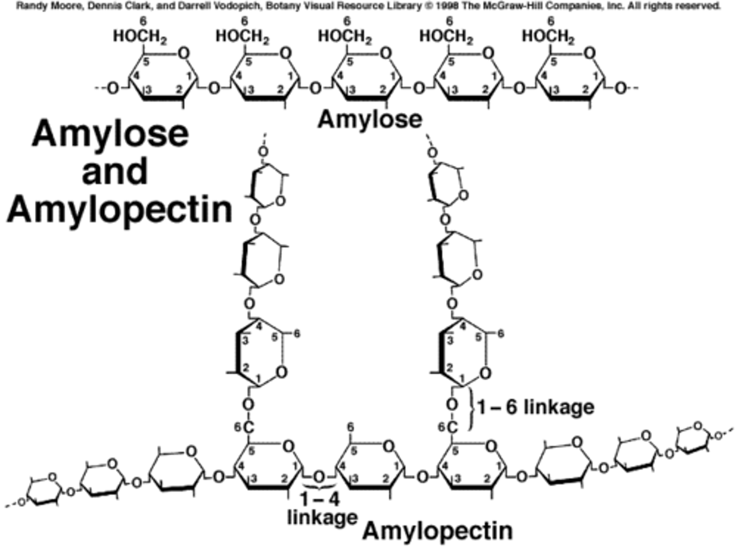 <p>A long unbranched chain of alpha glucose in a coil shape in order to be compact for storage. Formed by condensation reactions between a glucoses.</p>