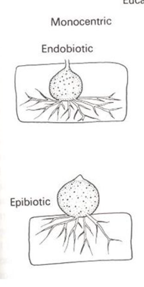 <p>one sporangium</p>
