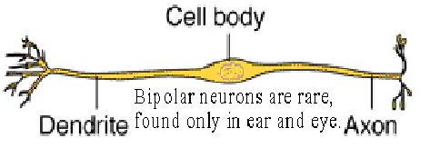 <p>one dendrite and one axon attached to the cell body&nbsp;</p><p>only found in the eyes and ears</p>