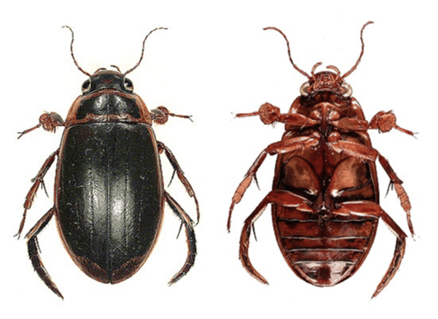 <p>Predaceous, hind coxa fixed, notopleural sutures present, enlarged trochanter</p>