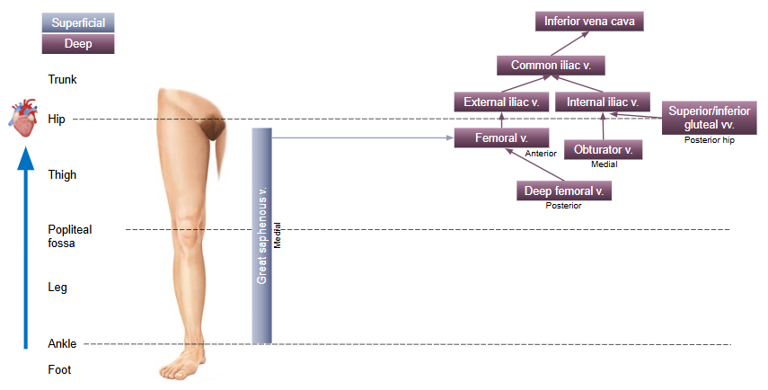 <p>Describe the blood drainage of the thigh?</p>