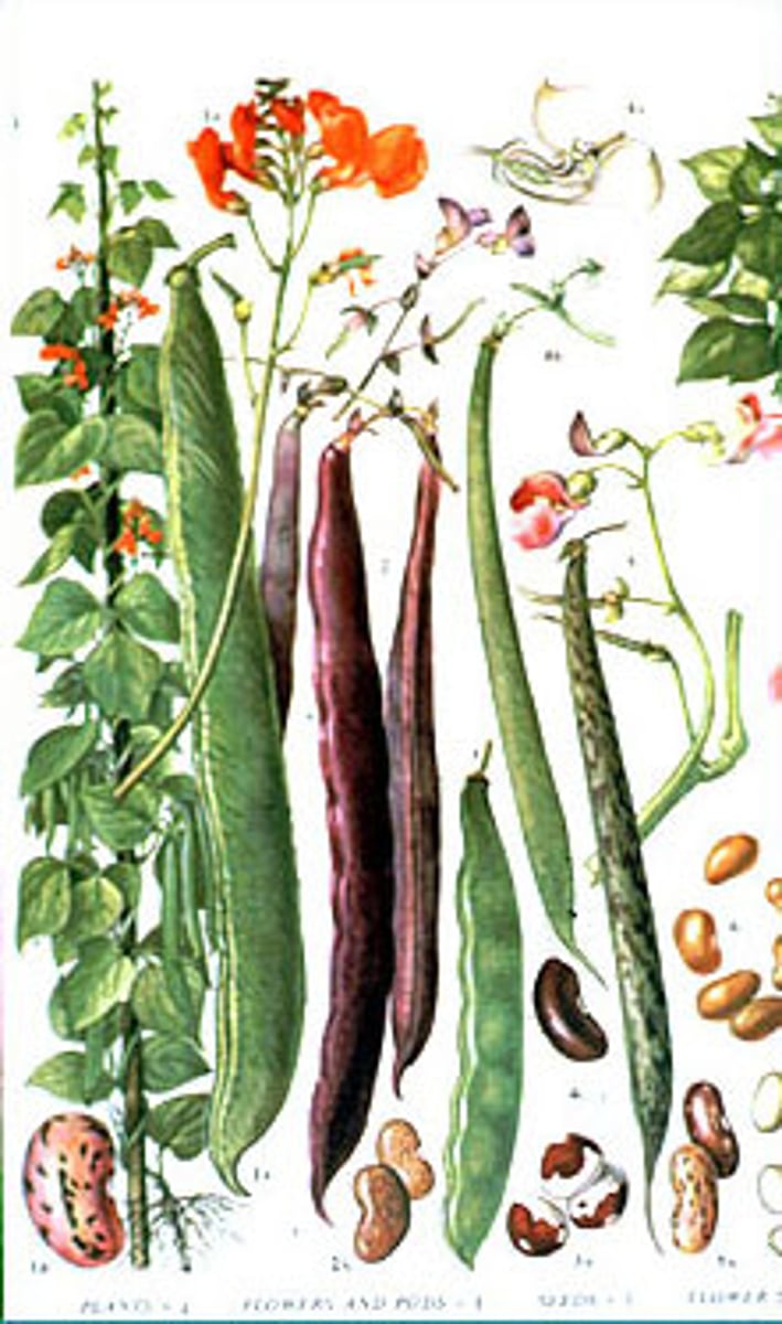 <p>A type of plant that has nodules on their roots where symbiotic bacteria called Rhizobium can live and fix nitrogen. Examples include - alfalfa, soybeans, chickpeas, peas, beans, lentils, and peanuts.</p>