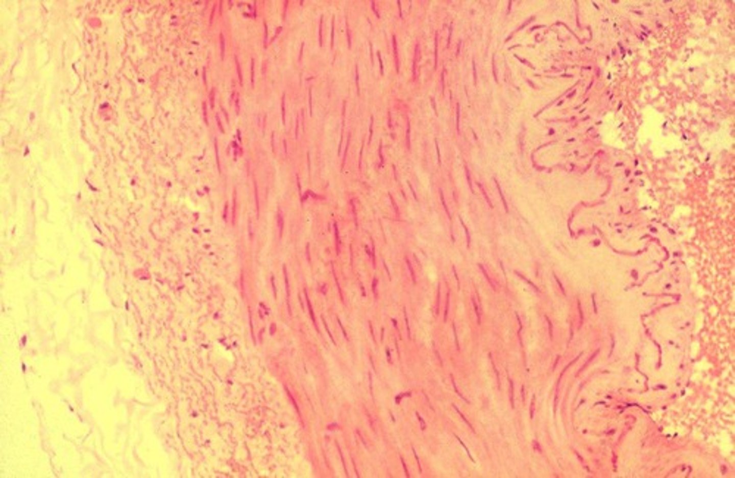 <p>Middle layer of blood vessel, contains smooth muscle.</p>