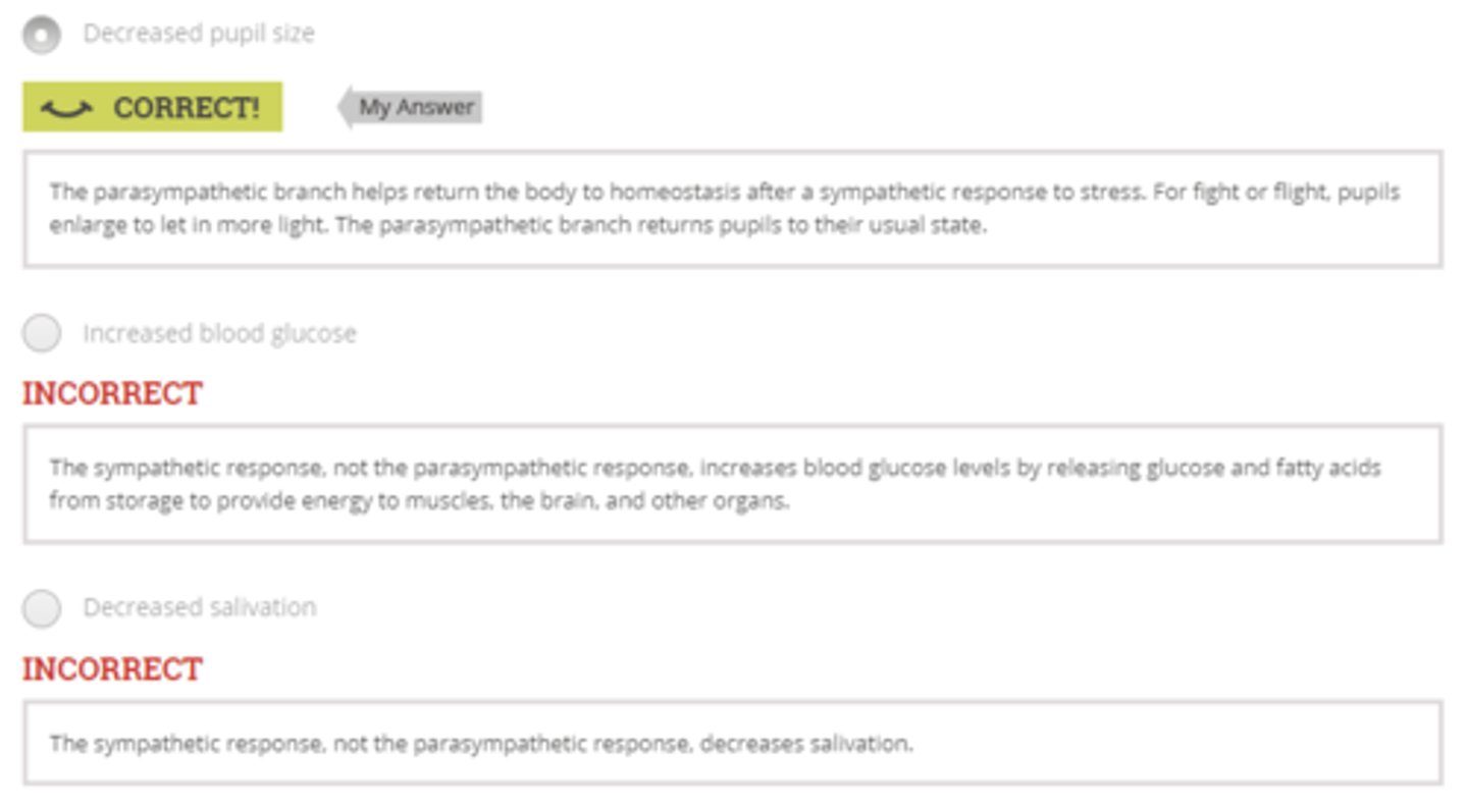 <p>Decreased pupil size</p>