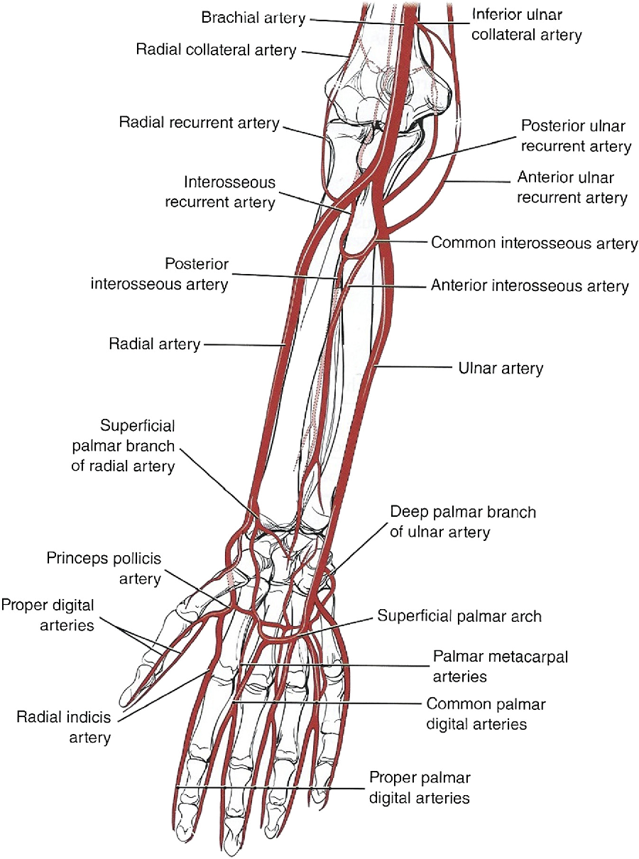 <p>A short branch from the Ulnar artery dividing into *anterior and posterior interosseous arteries* between the radius and ulna.</p>