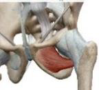 <p>Obturateur externe</p>