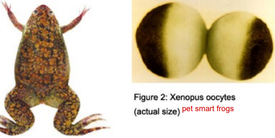 <p>-Small, maneuverable cells</p><ul><li><p>NO growth, just a big mass dividing into normal sized cells</p></li></ul>