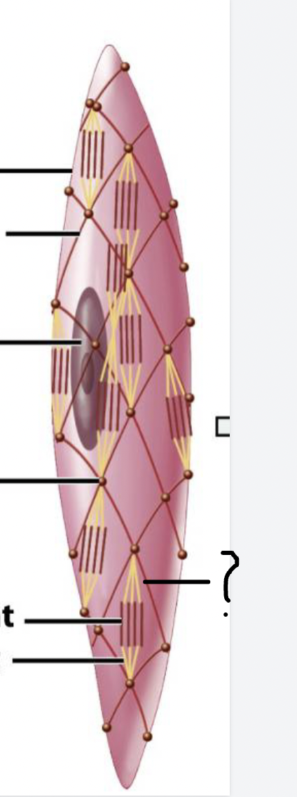 <p>name the structure of smooth muscle cell</p>