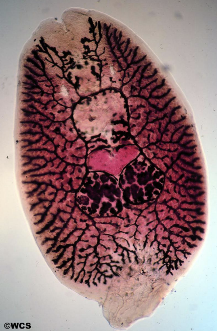 <p>Monogeneans have the unciliated synctial outer layer (cells connected so that cytoplasm is shared) typical of flat worms other than the Turbellaria. </p><p></p><p>Monogenea are all parasites, mostly on the skin and gills of fish, and have relatively simple life cycles.</p>