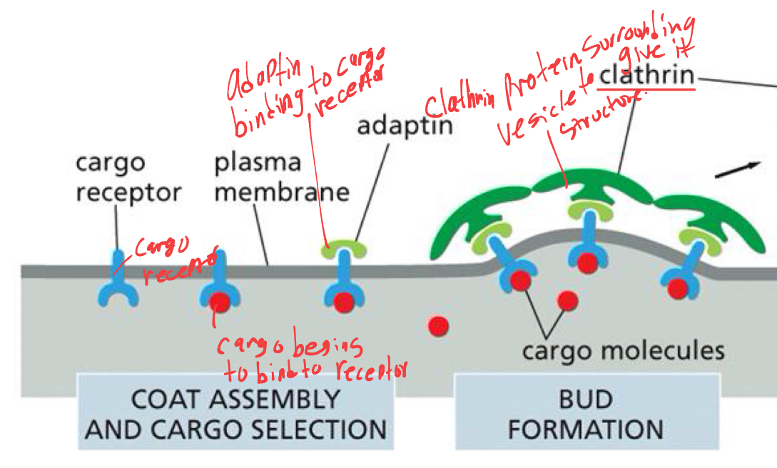 <p>first there is a CARGO RECEPTOR, that is used to make sure were moving correct cargo. </p><ol start="2"><li><p>cargo begins to bind to cargo receptors. Where ADAPTIN will bind to the outsides of cargo receptors as it emerges more from the membrane. </p></li><li><p>as vesicle begins to form bud form, CLATHRIN will assemble on the outer part of the vesicle </p></li></ol><p></p>