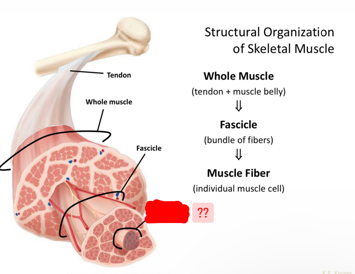 <p>Name structural organization of skeletal muscle</p>