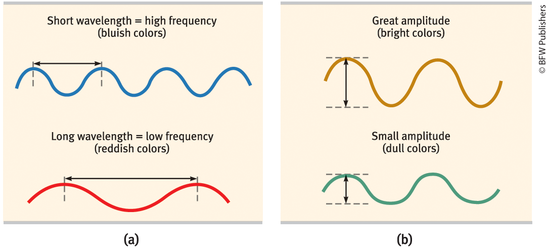 <p><u>the amount of energy the wave contains</u> + <u>influences brightness</u></p>