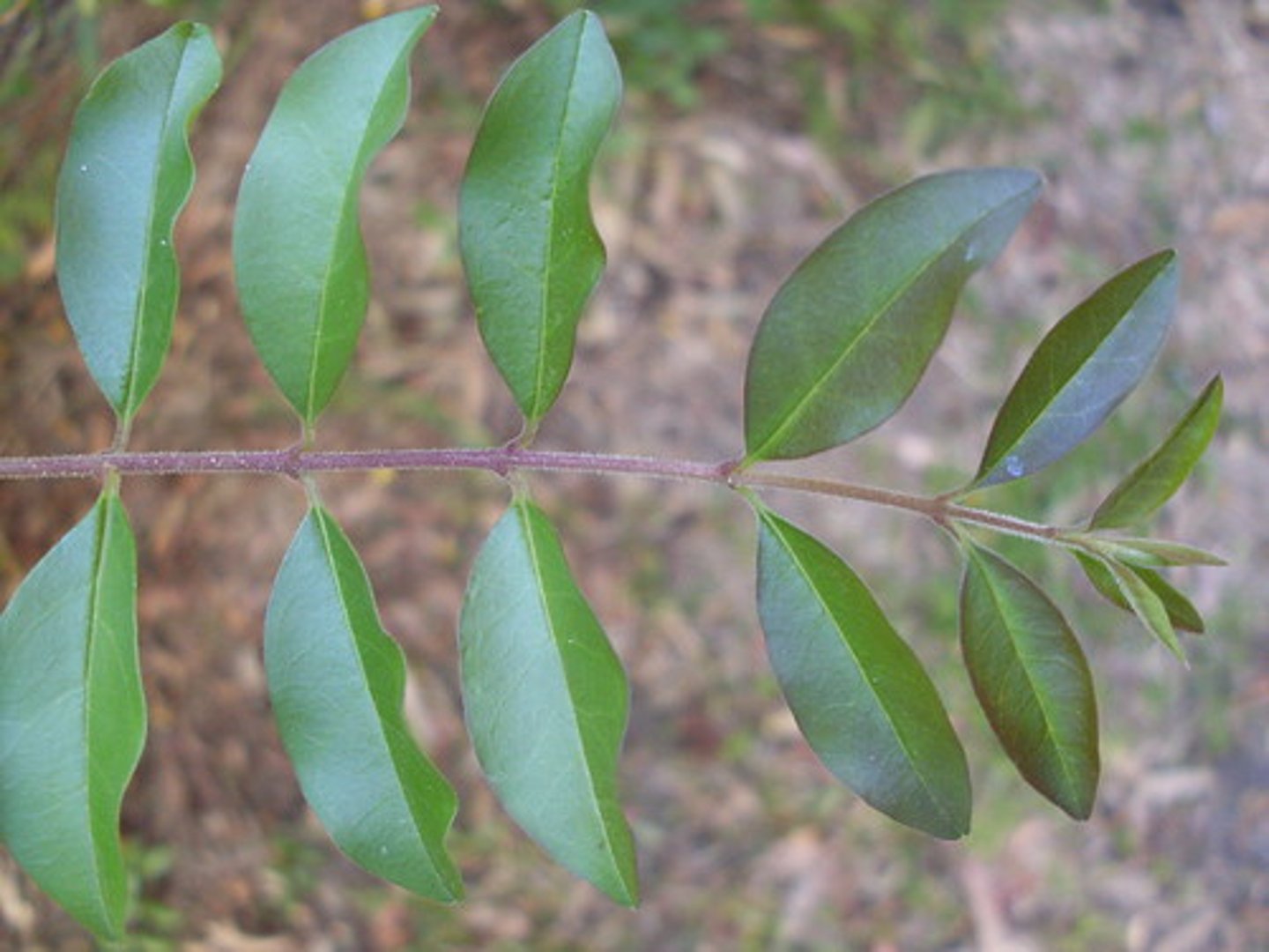 <p>Midrib = Rachis now</p>