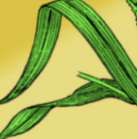 <p>what is this leaf venation</p>