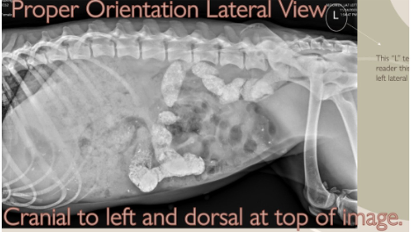 <p>Which is oriented correctly?</p>