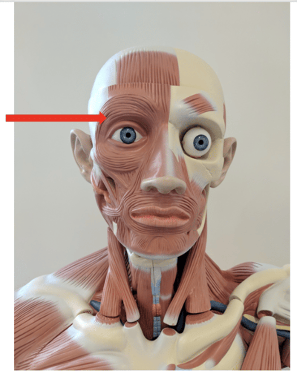 <p>what is this?</p>