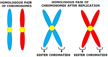 <p>Pairs of chromosomes (with same genes)</p>