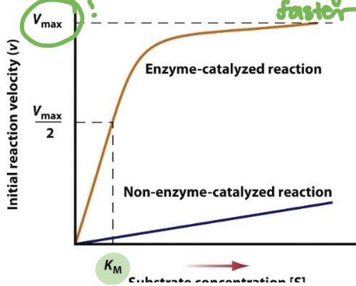 <ul><li><p>Km, or Michaelis constant, is the substrate concentration at which an enzyme-catalyzed reaction reaches half of its maximal velocity (Vmax) </p></li><li><p>It reflects the affinity of the enzyme for its substrate; a lower Km indicates higher affinity.</p></li></ul><p></p>