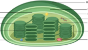 <p>Only found in plant cells and has green coloring</p><p>What part of the cell is this and what is its function? </p>