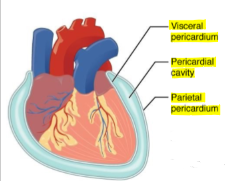 <p>covers heart</p>