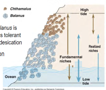 <p>Chthalamus and Balanus barnacles in rocky intertidal zones of Scotland</p><p>both live on rocky intertidal zones</p><p>Cthalamus is very desiccation tolerant, can occur in regions exposed from low tide until high tide</p><p>Balanus is less tolerant to desiccation</p><p>competition —&gt; Cthalamus is limited to areas where Balanus cannot occur</p>